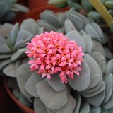 Crassula 'Morgan's Beauty' Dscf0780.jpg